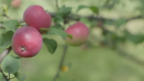 Apples on branches. Stock Footage 138202636