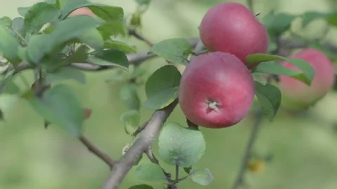 Apples on branches. Stock Footage 138202685