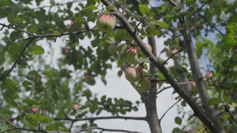 Apples on branches. Stock Footage 138202769