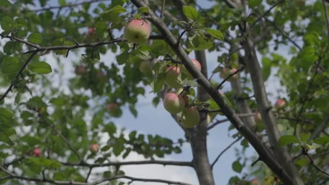 Apples on branches. Stock Footage 138202835