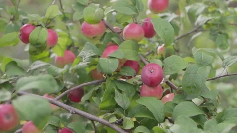 Apples on branches. Stock Footage 138203041