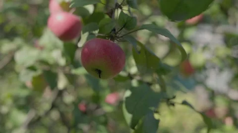 Apples on branches. Stock Footage 138203232