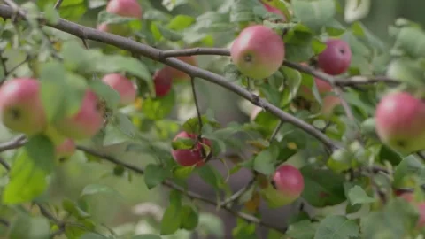 Apples on branches. Stock Footage 138203269