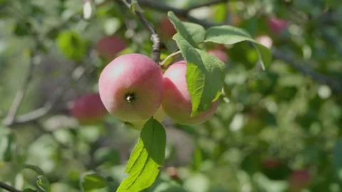 Apples on branches. Stock Footage 138203398