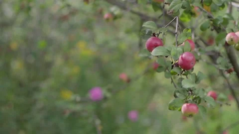 Apples on branches. Stock Footage 138203804