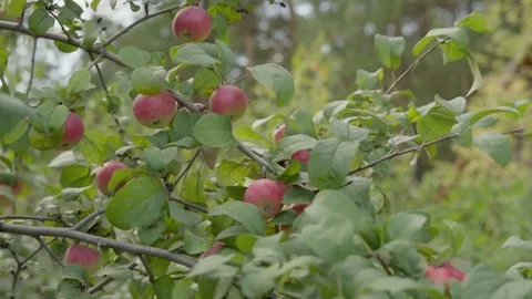 Apples on branches. Stock Footage 138203824