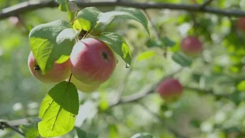 Apples on branches. Stock Footage 138204088