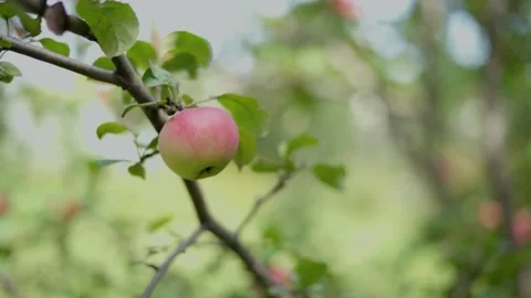 Apples on branches. Stock Footage 138204262