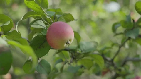 Apples on branches. Stock Footage 138204485