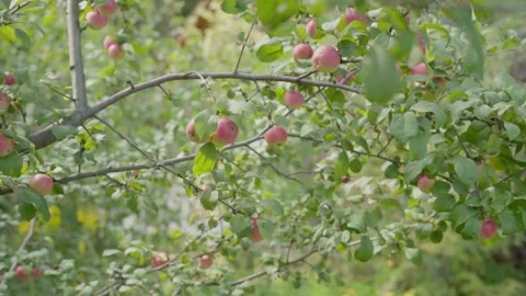 Apples on branches. Stock Footage 138204492