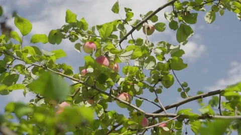 Apples on branches. Stock Footage 138204532