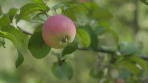 Apples on branches. Stock Footage 138204553