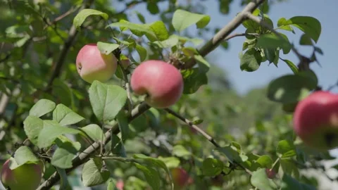 Apples on branches. Stock Footage 138205138