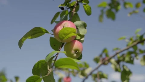 Apples on branches. Stock Footage 138205556