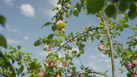 Apples on branches. Stock Footage 138206304