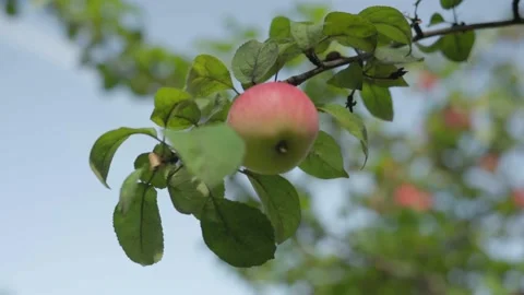 Apples on branches. Stock Footage 138206395