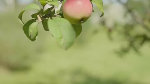 Apples on branches. Stock Footage 138206529