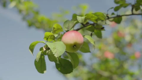 Apples on branches. Stock Footage 138206554
