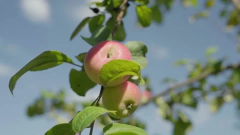 Apples on branches. Stock Footage 138206584