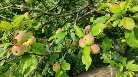 Apples on branches in the garden 動画素材 340241751