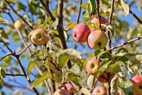 Apples on branches with selected focus over blue sky Stock Photos