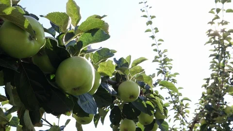 Apples on  branches in sunny day Video stock 95147112