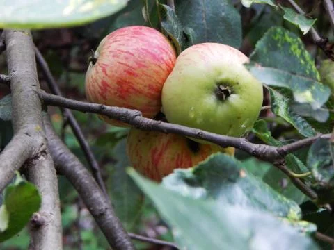 Apples on the branches of the tree after the rain Stock Photos