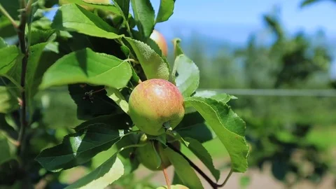 Apples on branches under sunshine Stock Footage 78483618