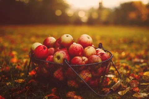 Apples in bucket 스톡 사진
