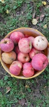 Apples in a bucket Foto stock