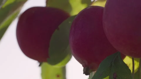 Apples - Close Up Stock Footage 265503462