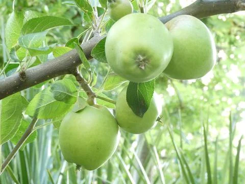 Apples close up on tree Foto stock