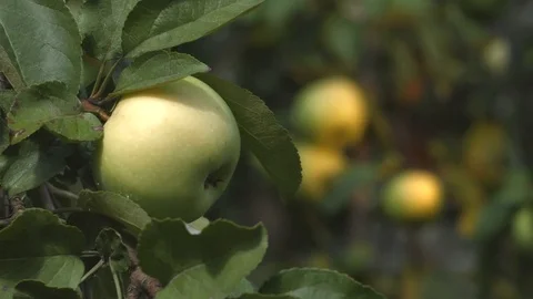 Apples closeup. Focus in / focus out. Stock Footage 70119222