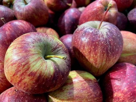 Apples closeup Stock Photos