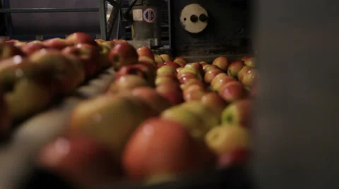 Apples on conveyor belt Vídeo Stock 32787285