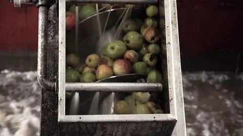 Apples on a conveyor belt Stock Footage 70614916