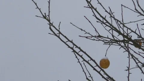 Apples covered with snow, hanging from an apple tree on a snowy winter day Stock Footage 101759625