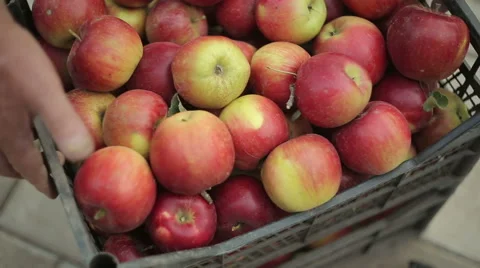 Apples In A Crate Stock Footage 56188563