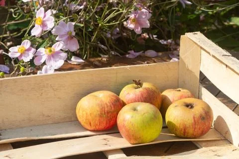 Apples in a crate Stock Photos