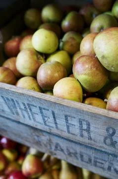 Apples in a crate Stock Photos