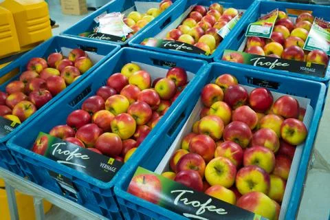 Apples in crates Stock Photos