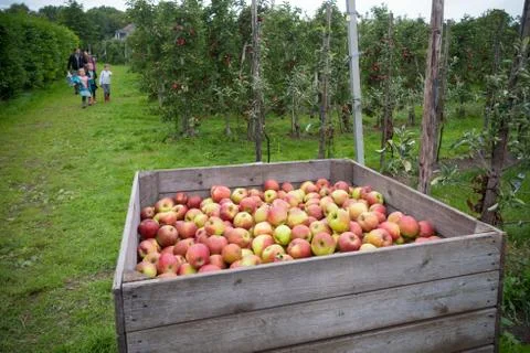 Apples in crates Stock Photos