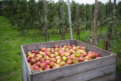 Apples in crates Stock Photos