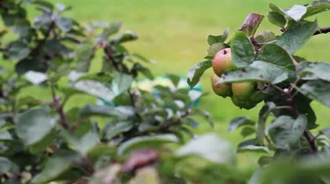Apples with dew in an orchard Vidéo 22897663