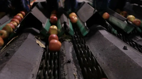 Apples down conveyor belt Vídeo Stock 32788339