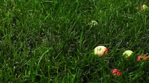 Apples down in grass Stock Footage 54660991