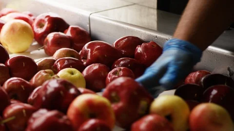 Apples enter processor and are turned into mash for applesauce and juice D Stock Footage 124327388