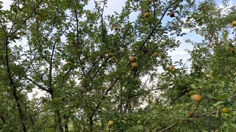 Apples fall from the apple tree and rot on the ground Stock Footage 208953957