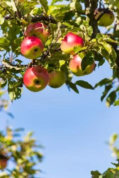 Apples in the fall on an apple tree Stock Photos