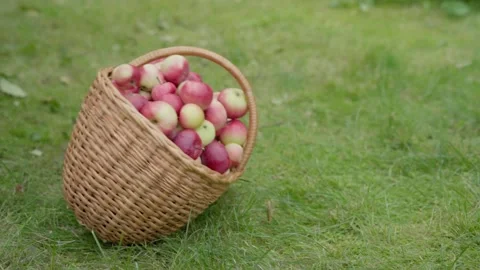 Apples fall out. Stock Footage 138204961